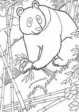 Kleurplaten Pandabeer Mammals Kung Tulamama Dieren Malvorlage Topkleurplaat Colouringpages Stemmen Stimmen sketch template