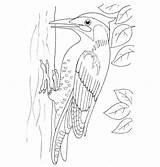 Woodpecker Coloring Pages Drawing Printable Woodpeckers Color Categories sketch template