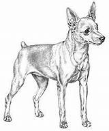 Pinscher Cachorro Mini Miniature Chihuahua Dog Pintura Modelo Desenhos sketch template