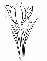 Crocus Saffron Coloring Drawing Pages Sativus Flower Printable Supercoloring Drawings Kleurplaten Draw Plant Color Categories Choose Board sketch template