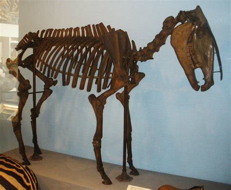 hippidion  extinct horse  lived  south america   late
