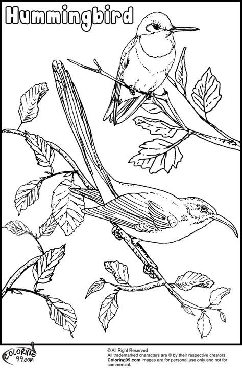 hummingbird coloring pages minister coloring