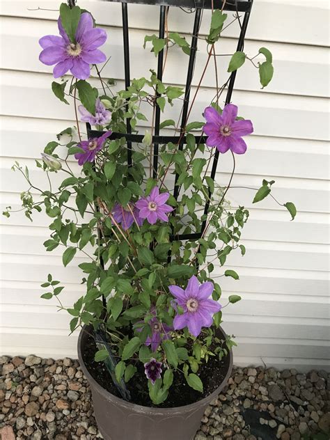 My Beautiful Purple Clematis Purple Clematis Container Gardening