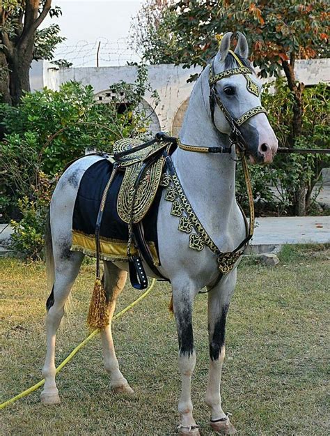 pin  nat zindel  desi horses  pakistan horse breeds horses