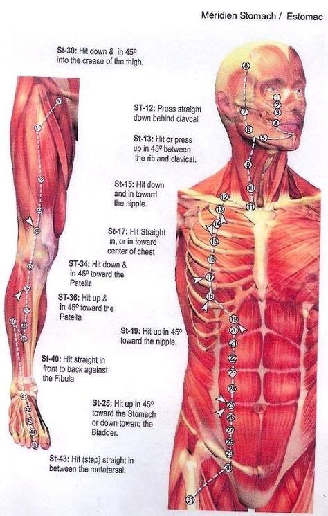 pressure points ideas pressure points martial arts martial