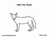 Jackal Designlooter Jackel Coyote Preschool Homeschooling sketch template