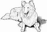 Sheepdog Shetland sketch template