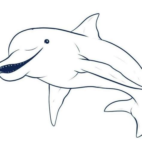 disegnare  delfino  passi  disegnare delfini disegni