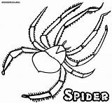 Spider Coloring Scary sketch template
