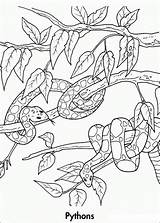 Python Coloring Pages Colouring Ausmalbilder Printable Getcolorings Rainforest Color Getdrawings Artikel Von sketch template