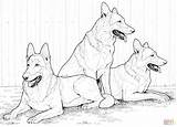 Coloring German Shepherd Pages Dog Dogs Printable Color Kids Realistic Shepherds Print Husky Siberian Adult Puppy Drawing Supercoloring Colouring Puppies sketch template