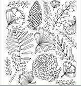 Botanical Coloring Doodle Drawings Line Drawing Colouring Pages Color Botanicals Patterns sketch template