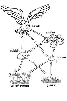 simple food chain examples sketch coloring page simple food chain