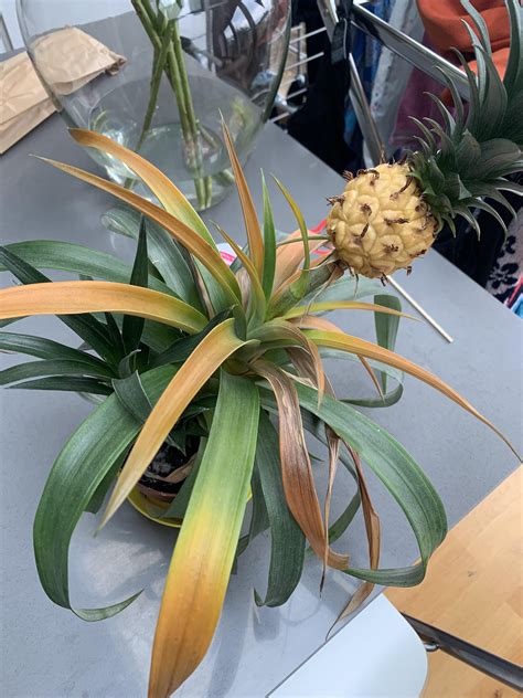 pineapple plant dead      care