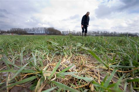 steeds meer nederlandse broedvogels bedreigd boerderij