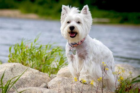 west highland white terrier westie dog breed information  characteristics
