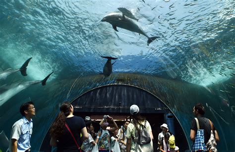national aquarium  move dolphins  seaside habitat time