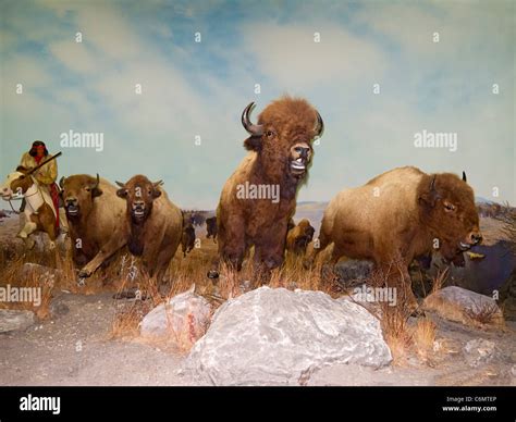 Native American Hunt Stockfotos Und Bilder Kaufen Alamy