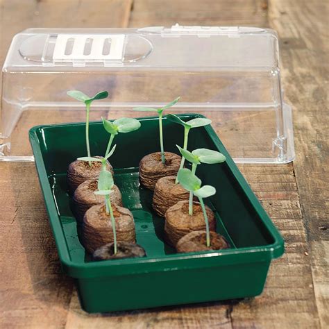 grow calibrachoa  seed seeds starting seeds indoors