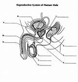 Reproductive System Female Drawing Label Draw Getdrawings sketch template