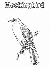 Mockingbird Coloring Pages Color Kids Drawing Texas Printable 84kb 800px Getcolorings Tech sketch template