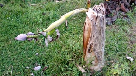 unik pohon pisang mungil ini sudah berbuah meski ukurannya hanya 60 sentimeter tribun bali