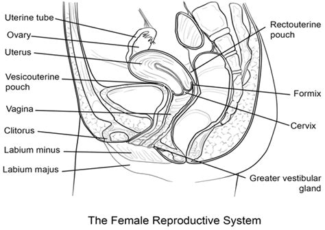 Draw A Labelled Diagram Of Female Reproductive System