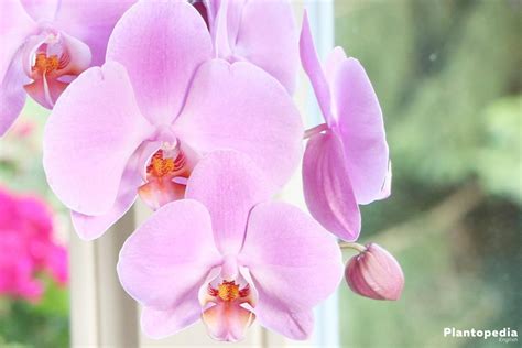 Phalaenopsis Orchid Moth Orchids Plant How To Care