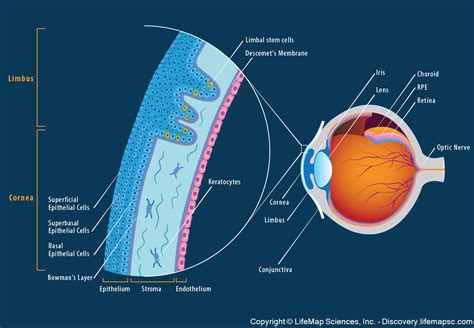 anatomy  structure   adult human cornea infographic