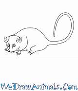 Possum Pygmy Mountain Draw Coloring Easy Drawings 350px 43kb Tutorial Print sketch template