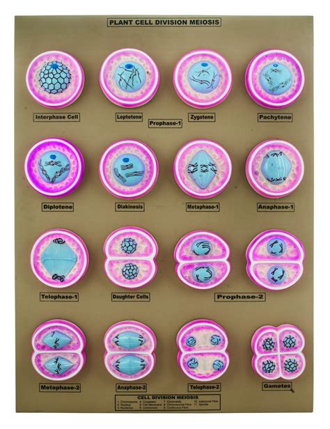 interphase meiosis model  plant cell division meiosis model mounted  base   eis eisco