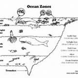 Ocean Layers Coloring Habitats Biomes Elementary Level Category sketch template