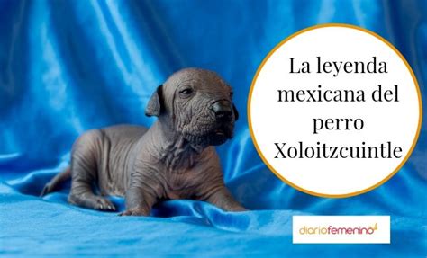La Leyenda Mexicana Del Xoloitzcuintle Un Fiel Y Mágico
