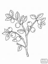Coloring Pages Berries Getcolorings sketch template