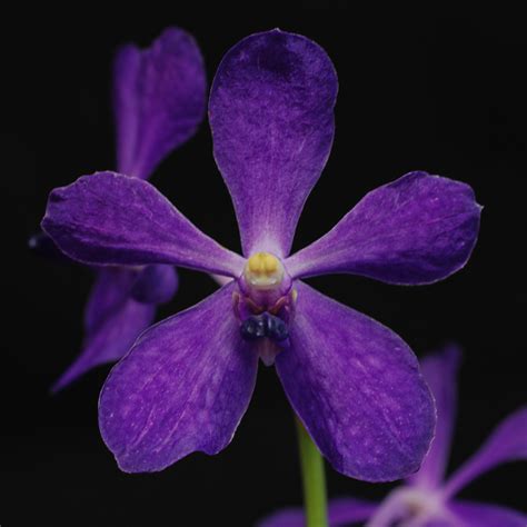 ramasamyara jairak blue purple heart rf orchids store