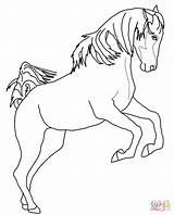 Horse Coloring Pages Pinto Rearing Arabian Drawing Paint Getdrawings Clydesdale Printable Horseshoe Outline Getcolorings Color sketch template