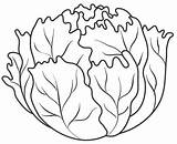 Lettuce Repollo Verduras Coliflor Colorir Lechuga Fruit Imprimir Pinto Crianças Lh6 Pintura Páginas Pintodibujos Flashcards Explore Peixes Feltro sketch template
