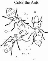 Coloring Pages Ant Ants Printable Kids sketch template