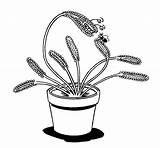 Plant Coloring Carnivorous Venus Sundew Plants Designlooter 4kb 1600 Scored Flytrap Bring Also Watching Students Enjoy Where Site School sketch template