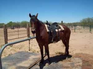yr  quarter horse sw tucson  sale  tucson arizona classified americanlistedcom