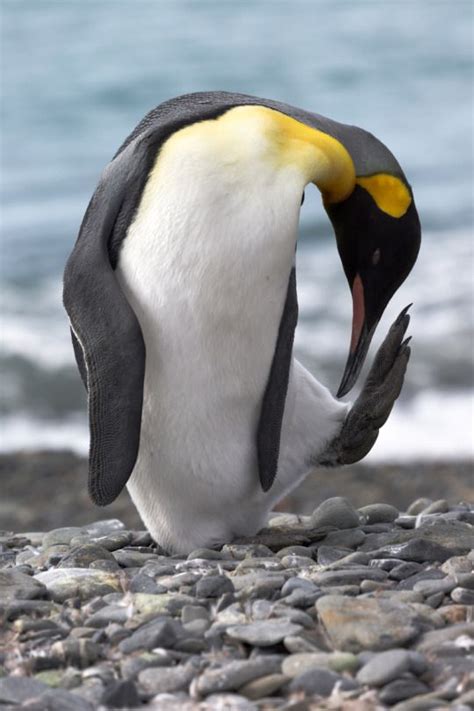magical nature  penguin ballet  georg botz px penguins emperor penguin cute penguins