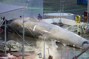 horror  whale massacre gruesome cull  faroe islands turns sea