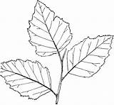 Leaf Drawing Birch Leaves Outline Clipart Simple Betula Google Line Drawings Coloring Search Flower Hojas Genus Large Getdrawings Etc Maple sketch template