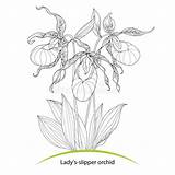 Slipper Ladys Orchid sketch template