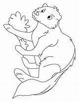 Mongoose Coloring Pages Results 17kb 792px sketch template
