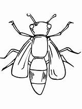 Bug sketch template