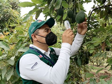 Última Campaña De Exportación De Palta Superó Las 400 Mil Toneladas