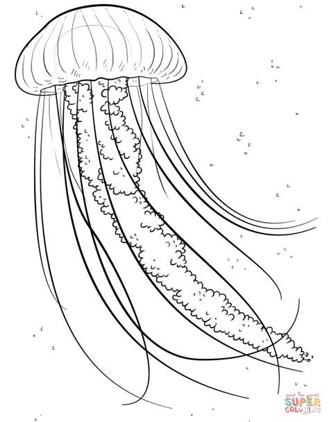 jellyfish coloring page  kids images colorist