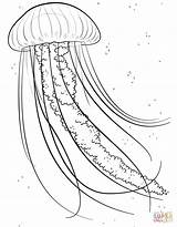 Jellyfish Coloring Jelly Pages Fish Printable Sea Animals Ocean Drawing Kids Supercoloring Colouring Color Animal Clip Drawings Clipart Library Choose sketch template