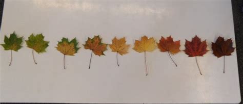 de verkleuring van bladeren  logische volgorde leggen herfst bladeren thema